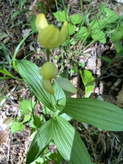 Cephalanthera falcata