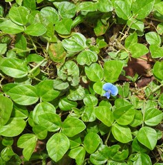 Vigna parkeri