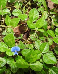 Vigna parkeri
