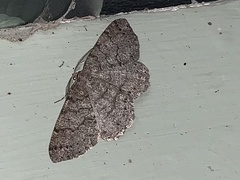 Melanolophia imitata