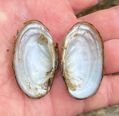 Cambarunio taeniatus