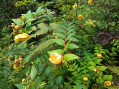 Hypericum hookerianum