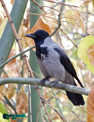 Corvus cornix
