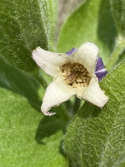 Clematis fremontii