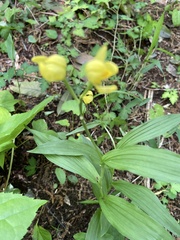 Cephalanthera falcata