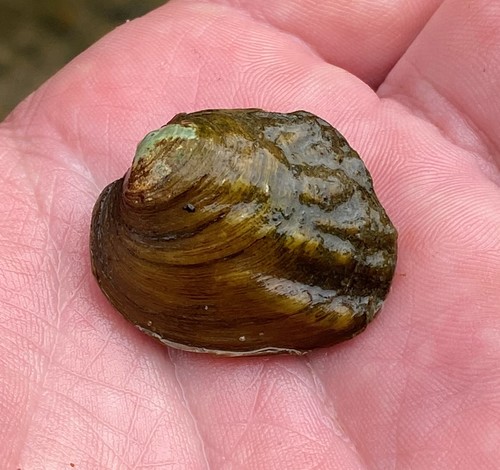 Three-ridge Mussel