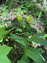 Cephalanthera falcata