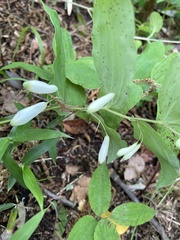 Polygonatum lasianthum