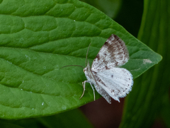 Lomographa semiclarata