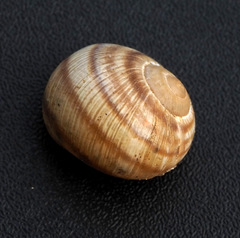 Helix engaddensis