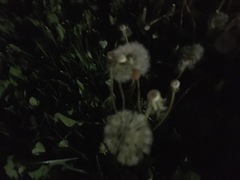 Taraxacum officinale