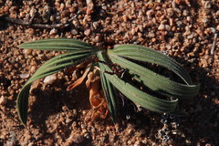 Babiana curviscapa
