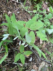 Polygonatum lasianthum