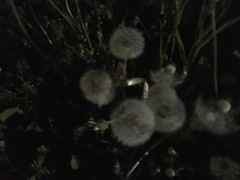 Taraxacum officinale