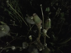 Taraxacum officinale