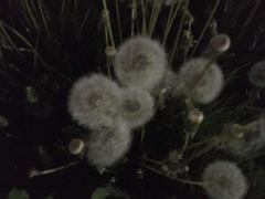 Taraxacum officinale