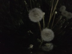 Taraxacum officinale