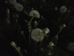 Taraxacum officinale