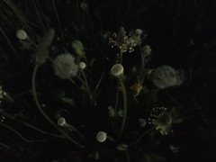 Taraxacum officinale