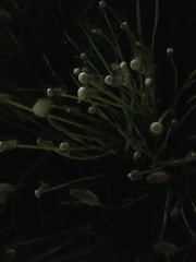 Taraxacum officinale