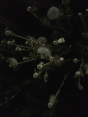 Taraxacum officinale