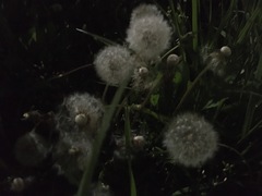 Taraxacum officinale