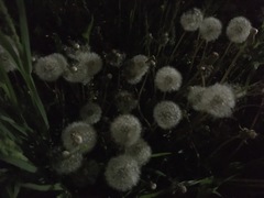 Taraxacum officinale