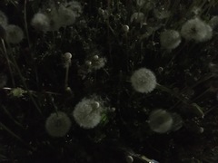 Taraxacum officinale