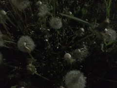 Taraxacum officinale