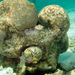 Coral Cerebro - Photo (c) Paul Asman and Jill Lenoble, algunos derechos reservados (CC BY)