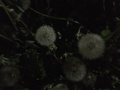 Taraxacum officinale