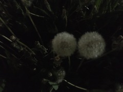 Taraxacum officinale