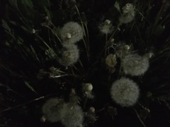 Taraxacum officinale