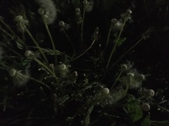 Taraxacum officinale