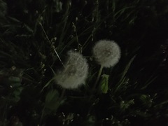 Taraxacum officinale