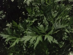 Artemisia vulgaris