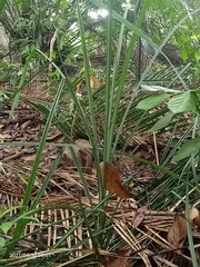 Pandanaceae