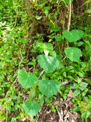 Stephania cephalantha