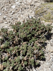 Artemisia pygmaea