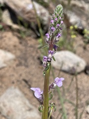 Sairocarpus coulterianus
