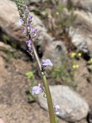 Sairocarpus coulterianus