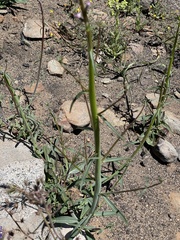 Sairocarpus coulterianus