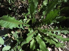 Taraxacum officinale