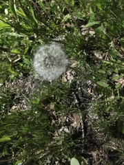 Taraxacum officinale