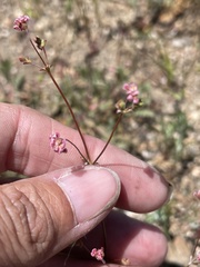 Eriogonum thurberi
