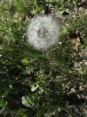 Taraxacum officinale