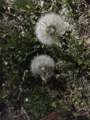 Taraxacum officinale
