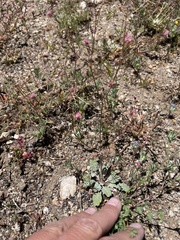 Eriogonum thurberi
