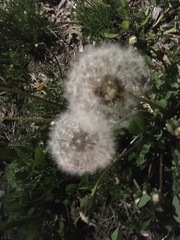 Taraxacum officinale