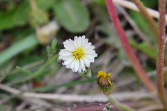 Ixeris strigosa